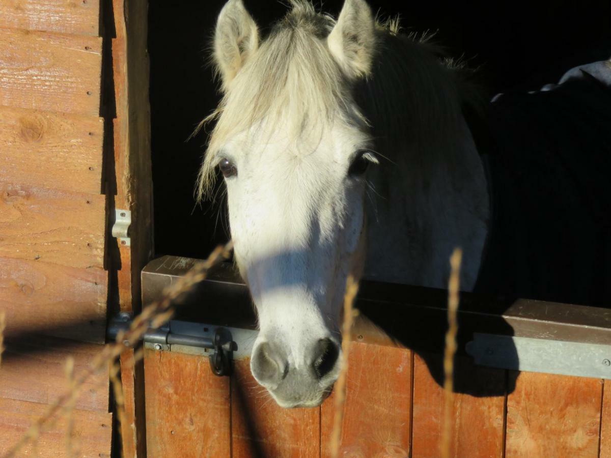 Letterfrack Farmhouse On Equestrian Farm In Letterfrack Beside Connemara National Park Tullywee Bridge エクステリア 写真